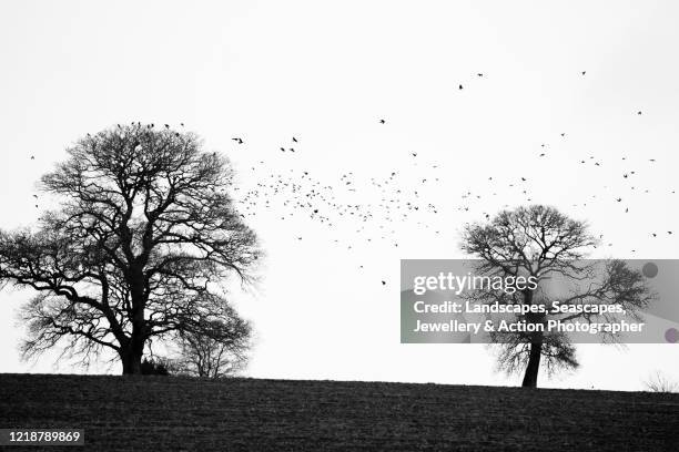 a flock of crows (a murder of crows) - white crow stock pictures, royalty-free photos & images