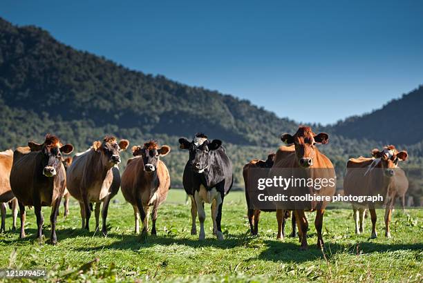 herd of cow in field - new zealand cow stock pictures, royalty-free photos & images