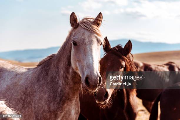 wild horses in nature reserve - autumn steed stock pictures, royalty-free photos & images