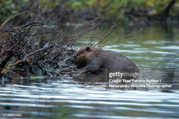 american beaver at dam, eating, in water - biber stock-fotos und bilder