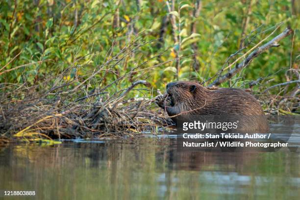 american beaver at dam building dam, eating sticks - beaver dam stock-fotos und bilder