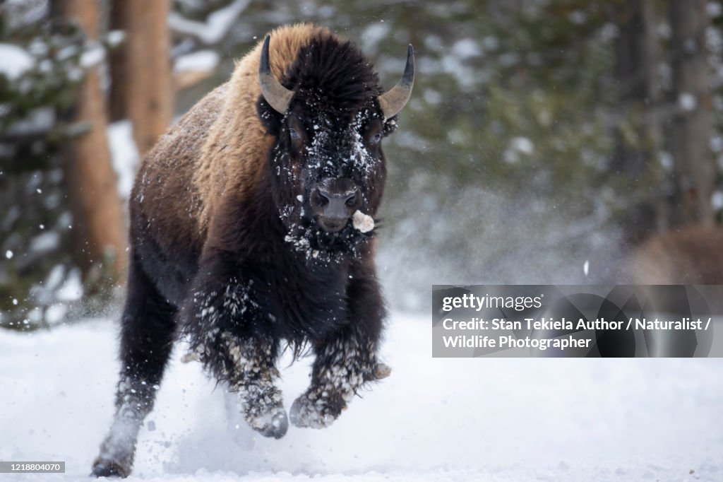 American Bison running in winter snow
