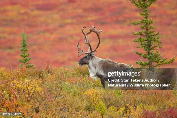 caribou in fall colors, autumn colors, bull, male antlers - caribou stock pictures, royalty-free photos & images