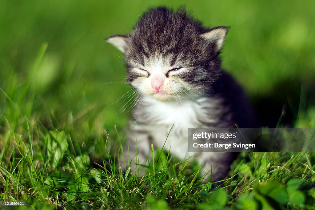 Kitten in green grass