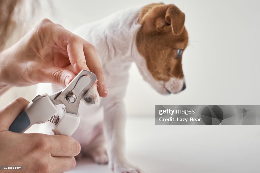 Owner cuts nails jack russel terrier puppy dog with a scissors