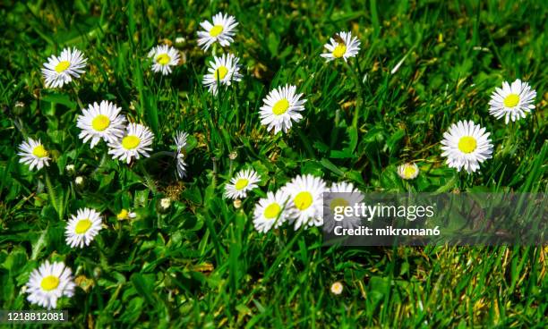 daisy flowers in a garden - composietenfamilie stockfoto's en -beelden