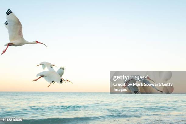 white ibis feeding at dawn - sarasota stock pictures, royalty-free photos & images