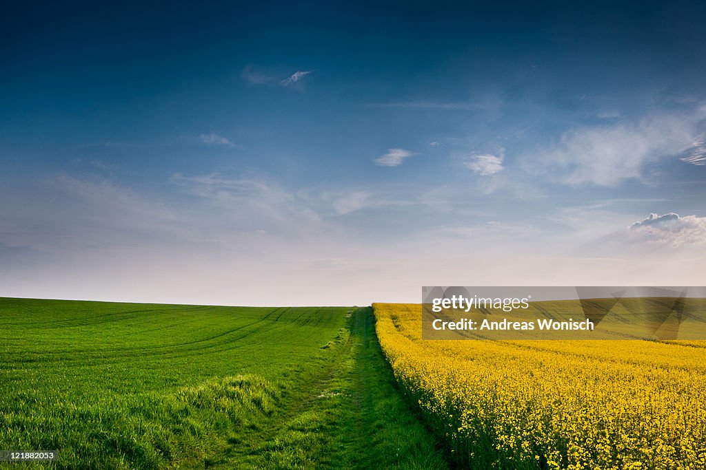 Summer fields