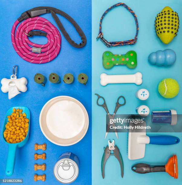 dog accessories - dog overhead view stock pictures, royalty-free photos & images