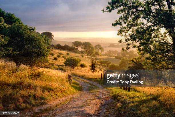 dawn sunshine in english countryside. - buckinghamshire stock pictures, royalty-free photos & images