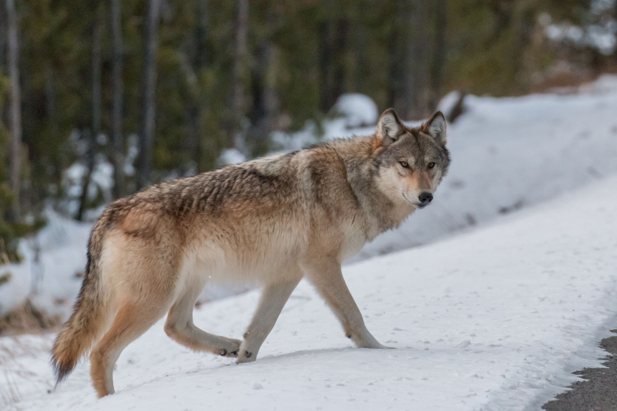 wolves reintroduction