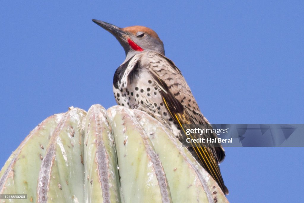 Gilded Flicker male