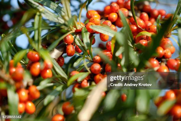 wild sea buckthorn in country garden - buckthorn stock pictures, royalty-free photos & images