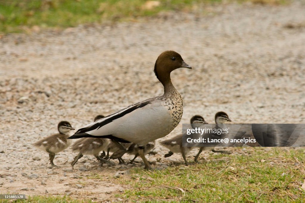 Australian wood duck and family