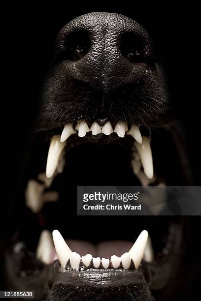 growl dog - animal teeth stock pictures, royalty-free photos & images