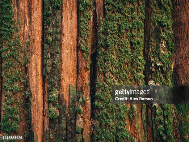 natural moss pattern on cedar tree - zeder stock-fotos und bilder
