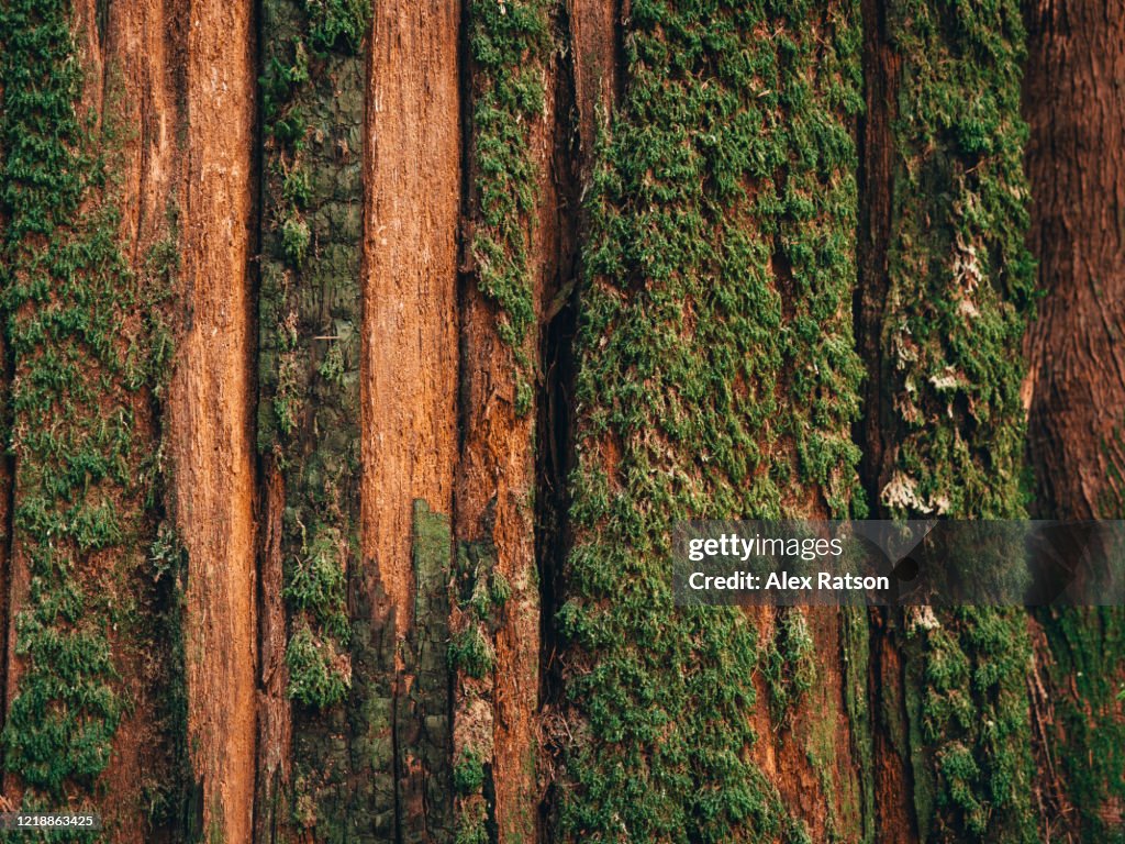 Natural moss pattern on cedar tree