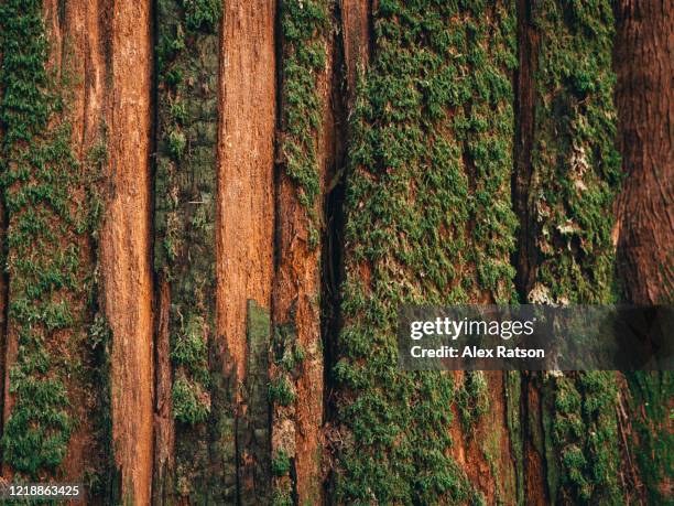 natural moss pattern on cedar tree - cedar tree fotografías e imágenes de stock