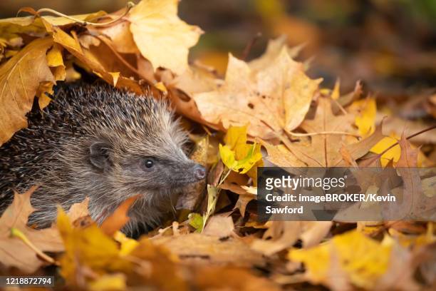 european hedgehog (erinaceus europaeus) emerging from fallen autumn leaves, suffolk, england, united kingdom - hedgehog stock pictures, royalty-free photos & images