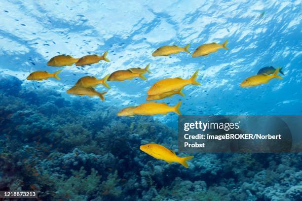 swarm golden goatfish (parupeneus cyclostomus), on the coral reef, red sea, sharm el sheikh, sinai peninsula, egypt - parupeneus stock pictures, royalty-free photos & images
