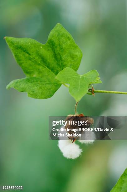 levant cotton (gossypium herbaceum), ripe capsule with cotton, germany - gossypium herbaceum stock pictures, royalty-free photos & images