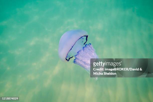 dustbin-lid jellyfish (rhizostoma pulmo) in shallow water, catalonia, spain - rhizostomeae stock-fotos und bilder