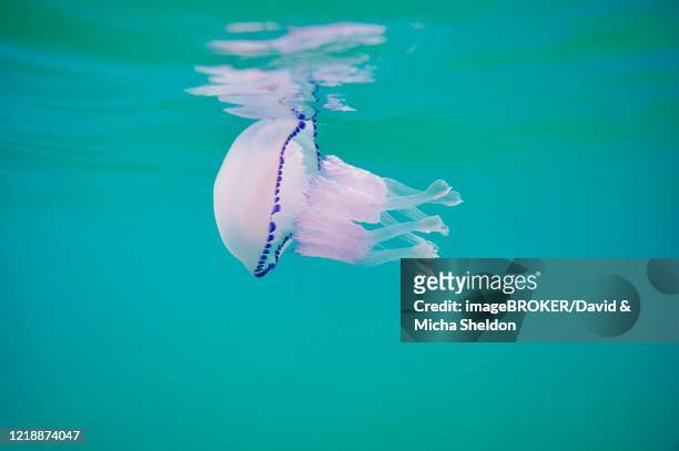 jellyfish (rhizostoma octopus) on the water surface, catalonia, spain - rhizostomeae stock-fotos und bilder