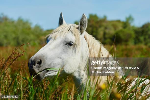 camargue horse standing in high reed, portrait, camargue, france - camargue horses stock pictures, royalty-free photos & images