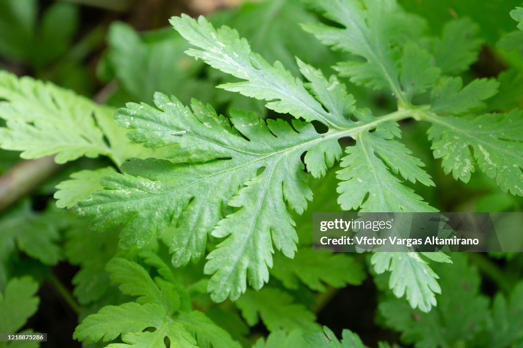 High angle view of some leaves illuminated by the sun.