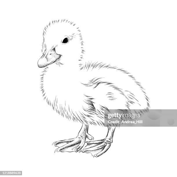 baby ente tinte vektor illustration - webbed foot stock-grafiken, -clipart, -cartoons und -symbole