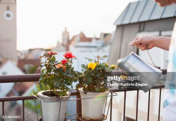 cropped shot of man watering freshly planted roses in window box on the balcony - flower boxes stock pictures, royalty-free photos & images