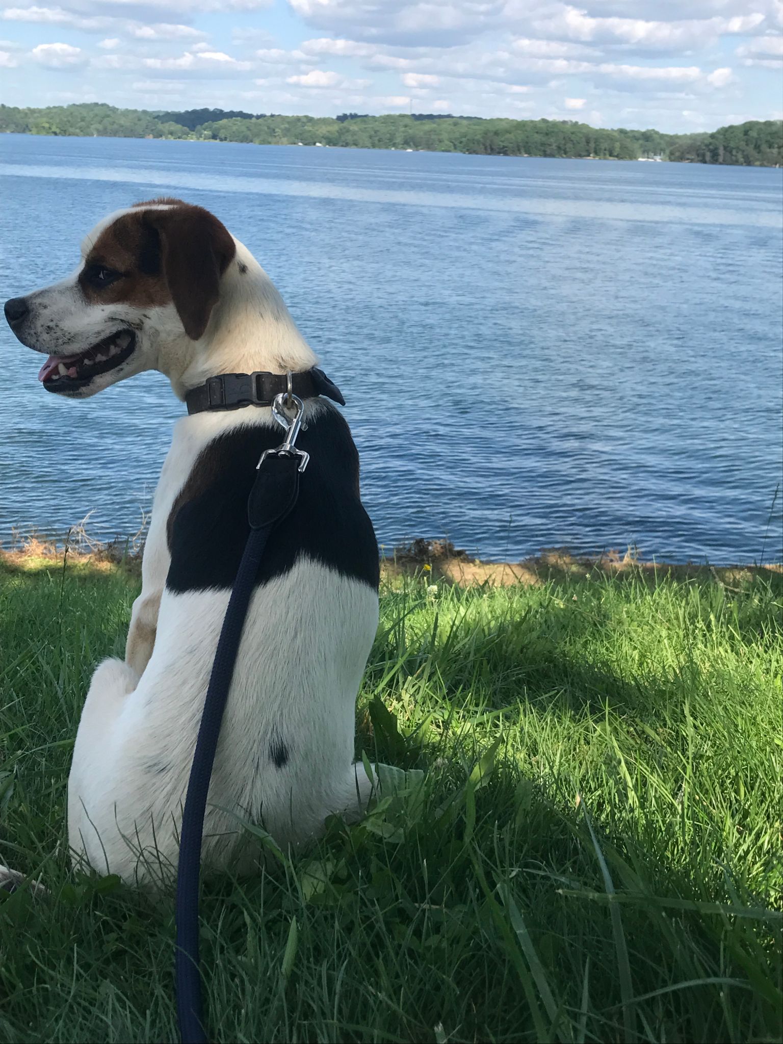 dog sitting Nashotah