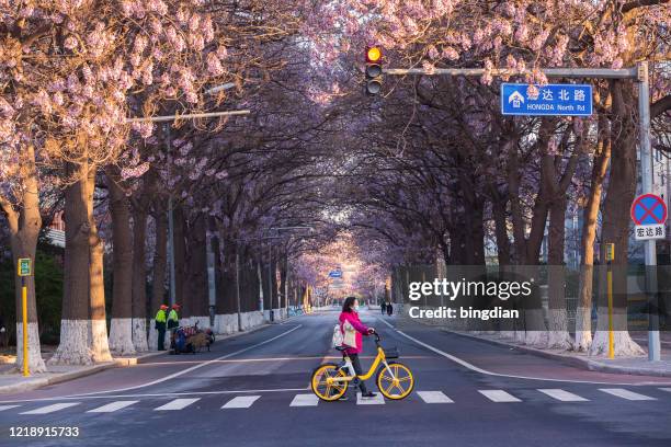 春に中国の北京の高速道路の両側に花が咲き、マスクを着用した女性が歩道を横切る - beijing ストックフォトと画像