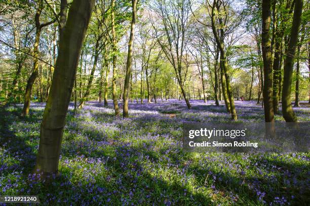 Bluebells begin to bloom in Chalet Wood, Epping Forest on April 14, 2020 in London, England. Native English bluebells are a protected species...