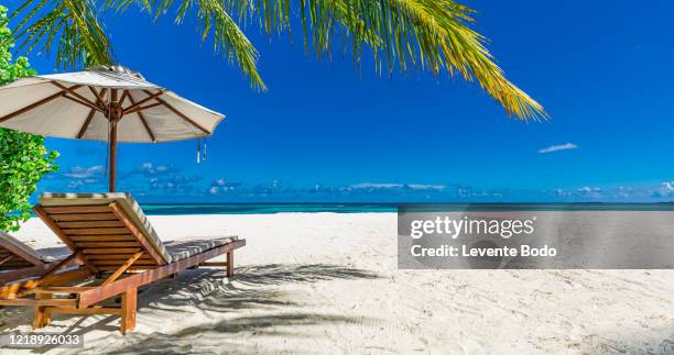 tropical beach nature as summer landscape with lounge chairs and palm trees and calm sea for beach banner. luxurious travel landscape, beautiful destination for vacation or holiday. beach scene - chaise longue - fotografias e filmes do acervo