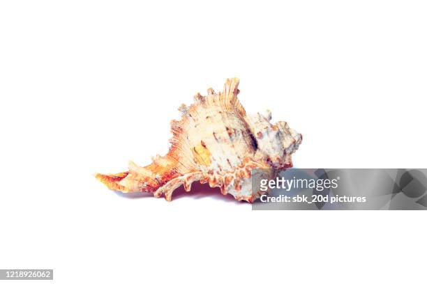 sea snail 2 - beach shells fotografías e imágenes de stock