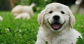 Puppies Golden Retriever breed with pedigree playing, running they roll in the grass in slow motion.