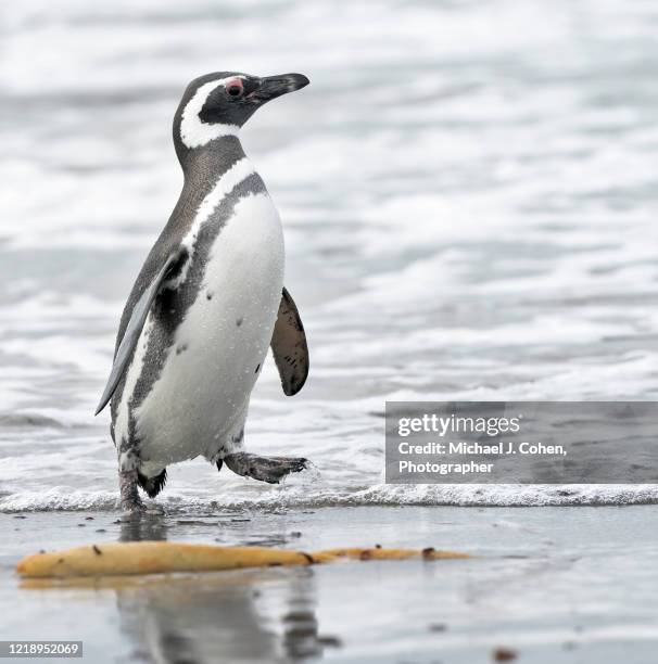 magellanic penguin on the beach - african penguin stock-fotos und bilder