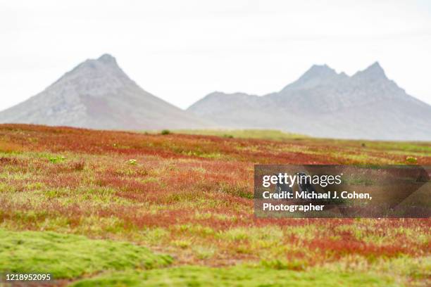 magellanic penguins alone in a falkland island field - falklandeilanden stockfoto's en -beelden