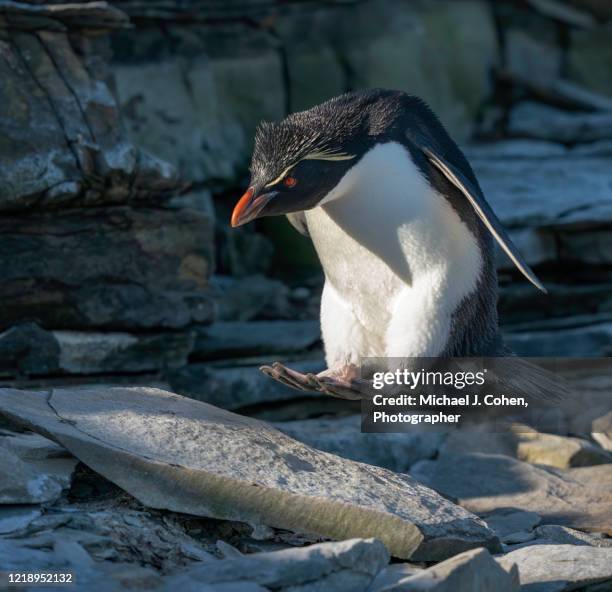 rock hopper penguin hopping. - rockhopper penguin stock pictures, royalty-free photos & images