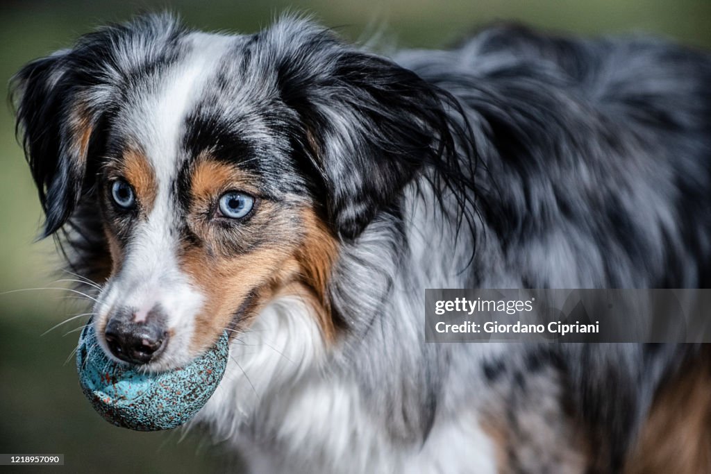 Aussie Australian Shepherd Blue Merle High-Res Stock Photo Getty