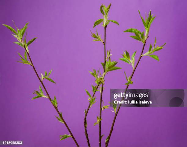 bunch of fresh plant twigs - 薄葉紙 個照片及圖片檔