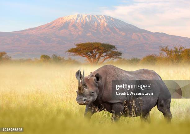 rhino and kilimanjaro - amboseli nationalpark stock-fotos und bilder