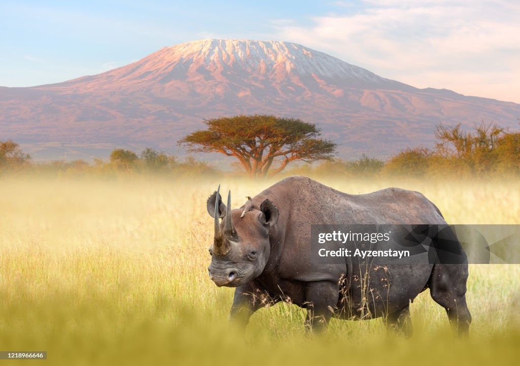 Rhino and Kilimanjaro