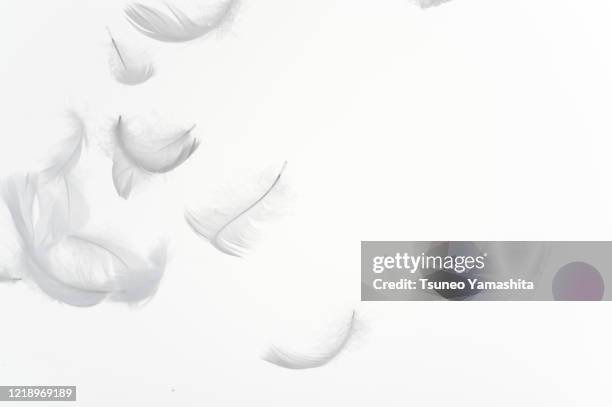 white feathers floating in the air - falling feathers stock pictures, royalty-free photos & images