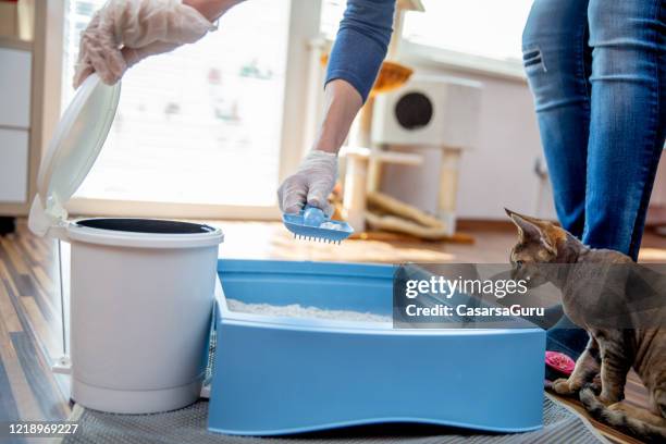 erwachsene frau reinigung katze wurf box zu hause - stock photo - cat in box stock-fotos und bilder