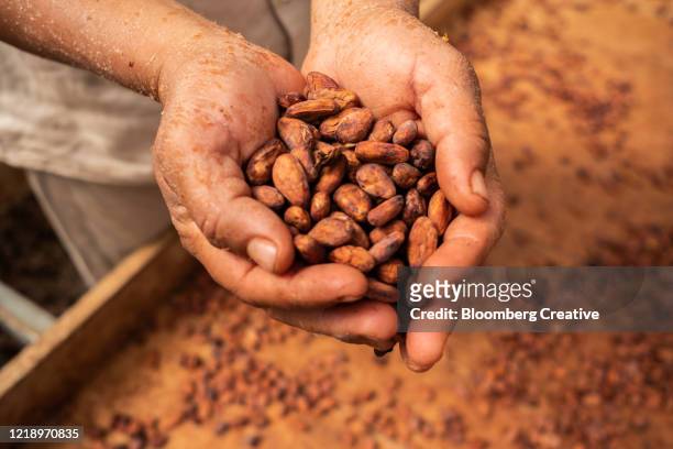 cacao beans - hot chocolate stock-fotos und bilder