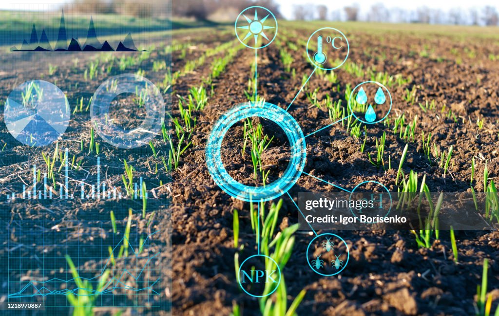 Analyse und Verarbeitung von Daten über das Pflanzenwachstum in diesem Bereich. Planung und Regulierung der Produktion zur Steigerung der Ernte. Feldsensoren und virtuelle Realität, um dem Landwirt zu helfen