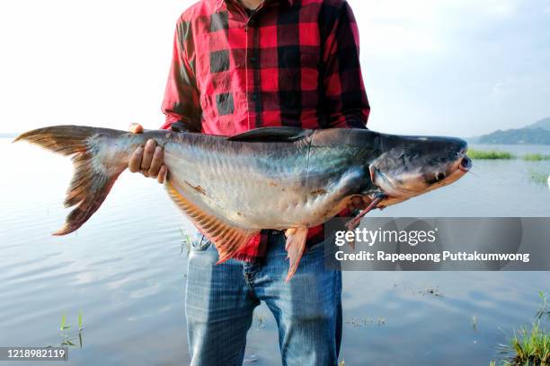 fisherman holding a big striped catfish - catfish stock pictures, royalty-free photos & images