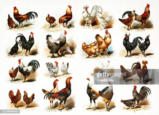 chicken breeds - rooster stock illustrations